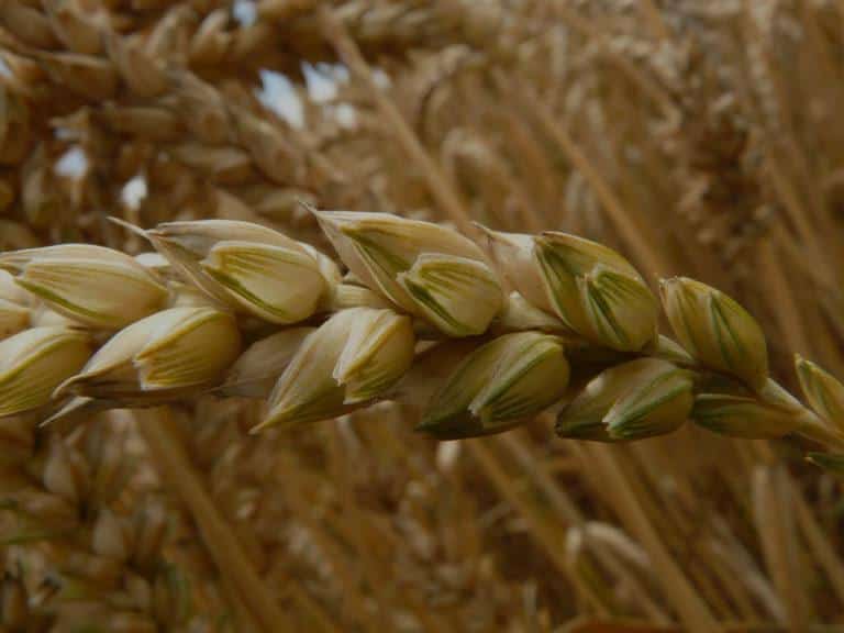 Intolérance-au-gluten-blé Intolérance au gluten : blé