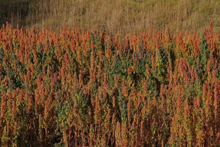 Quinoa : la graine à croquer aux propriétés méconnues Quinoa : la graine à croquer aux propriétés méconnues