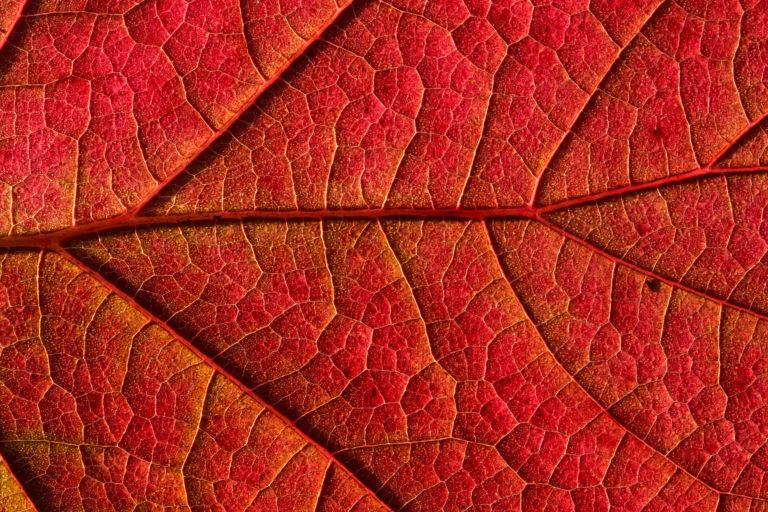 hypertension-arterielle Zoom sur une feuille rouge